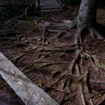 tree roots and board on ground