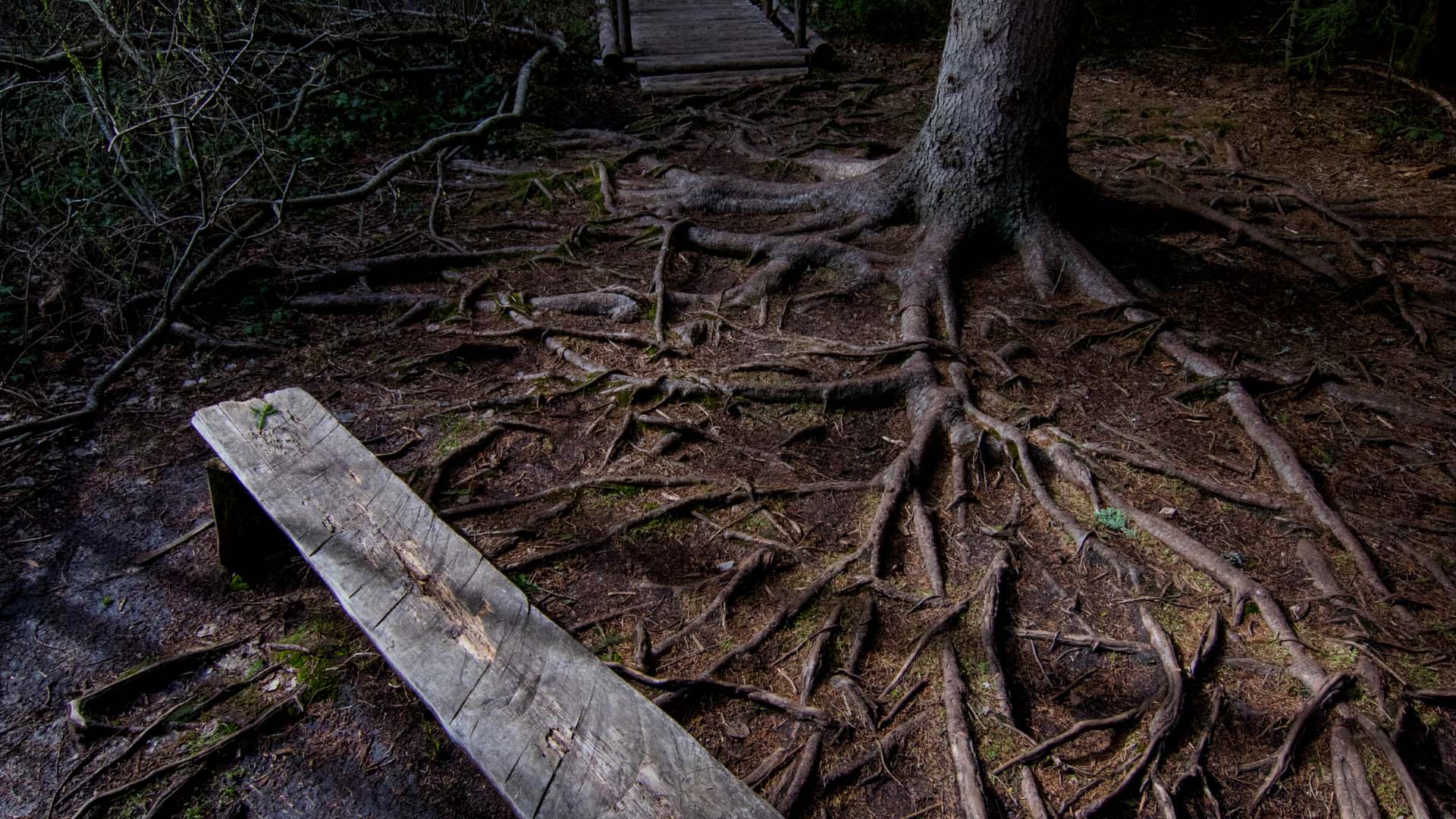 tree roots and board on ground