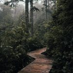 wood plank pathway that meanders through a forest