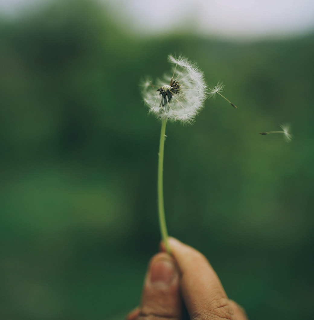 A person holds a delicate dandelion seed head outdoors.